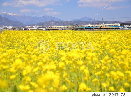 小田急線と菜の花 29434784
