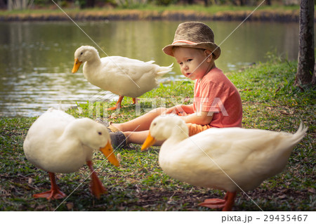 Boy and geese 29435467
