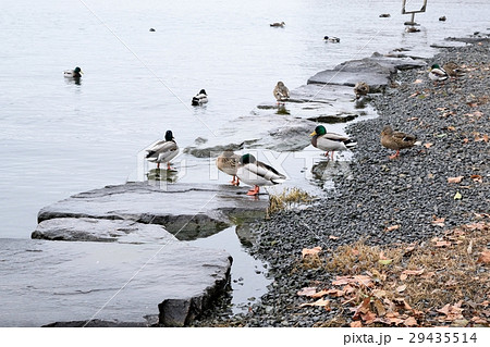 琵琶湖の水鳥 29435514