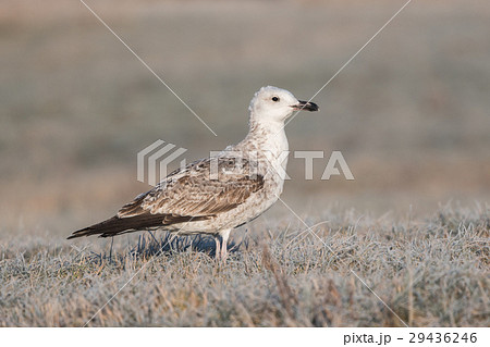 Caspian Gull (Larus cachinnans) Caspian Gull (Larus cachinnans) 29436246