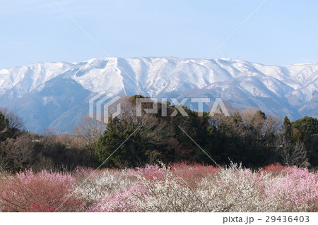 いなべ梅林と鈴鹿山脈 29436403