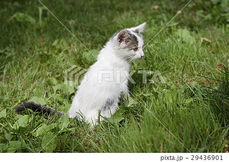 Small playing cat on the green lawn 29436901