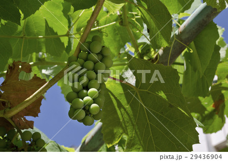 Growing bio grapes in the northern Bulgaria 29436904