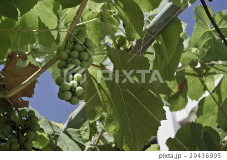 Growing bio grapes in the northern Bulgaria 29436905
