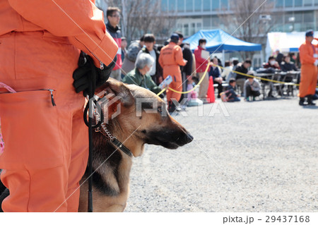 防災の日　災害救助犬 29437168
