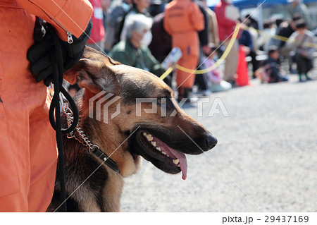 防災の日　災害救助犬 29437169