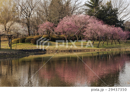 水辺の桃の木 - 日本の3月 - 29437350