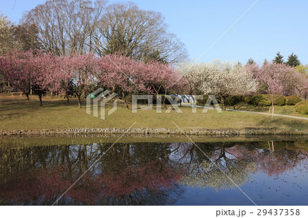 水辺の桃の木 - 日本の3月 - 水辺の桃の木 - 日本の3月 - 29437358