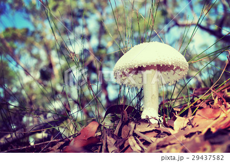 White warty Amanita mushroom 29437582