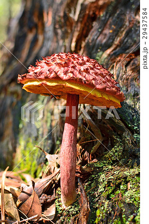 Shaggy cap mushroom, Boletus emodensis Shaggy cap mushroom, Boletus emodensis 29437584