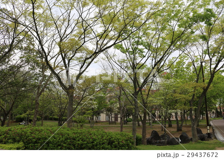 神戸市幸せの村　森の小路 29437672