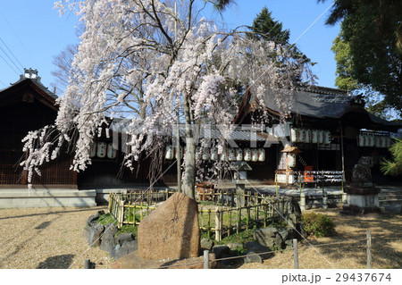 京都 縣神社 木の花桜 京都 縣神社 木の花桜 29437674