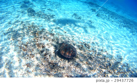 沖縄　渡嘉敷島の渡嘉志久ビーチ　アオウミガメの水中写真 29437726