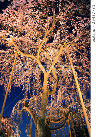 夜の枝垂れ桜 夜の枝垂れ桜 29437731