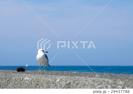 たたずむカモメ　夏景色　小樽風景 29437786