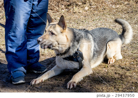 shepherd dog laying near its owner shepherd dog laying near its owner 29437950