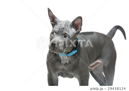 Thai ridgeback puppy 29438124