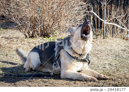 shepherd dog laying on the ground and barking 29438177