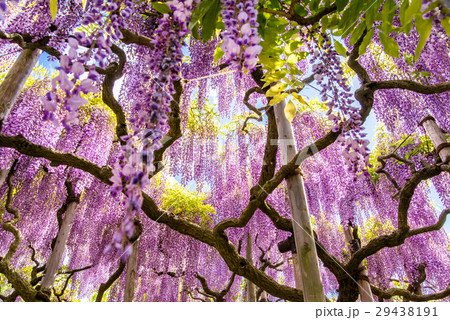 足利フラワーパーク 藤 29438191