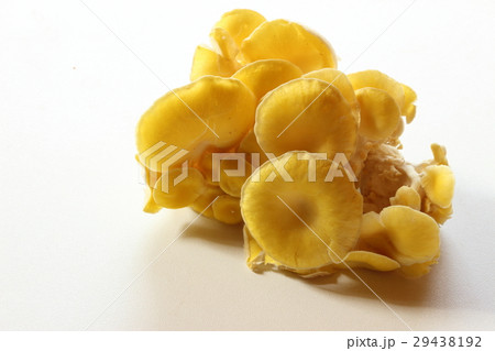 たもぎ茸 29438192