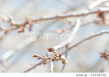桜 つぼみ 蕾 そめいよしの さくら クローズアップ 接写 コピースペース 桜 つぼみ 蕾 そめいよしの さくら クローズアップ 接写 コピースペース 29438240
