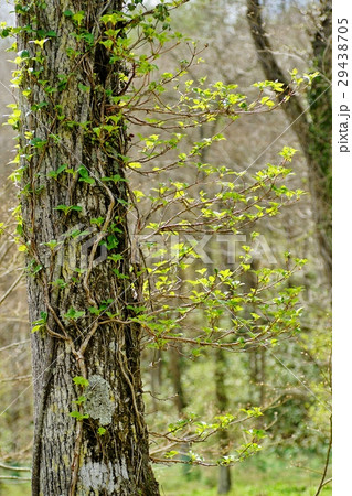 新緑の森 29438705