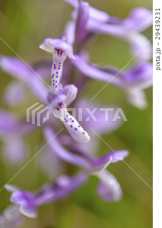 Wild Orchid of Sardinia 29439231