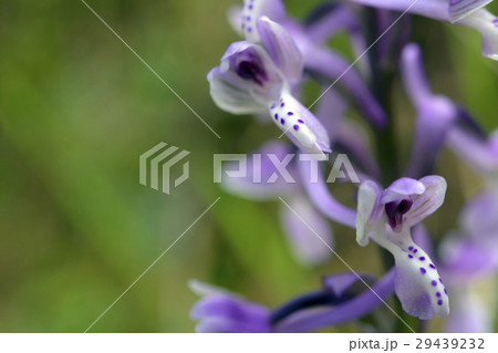 Wild Orchid of Sardinia 29439232