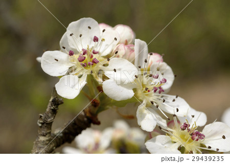 Blooming Wild Pear Blooming Wild Pear 29439235