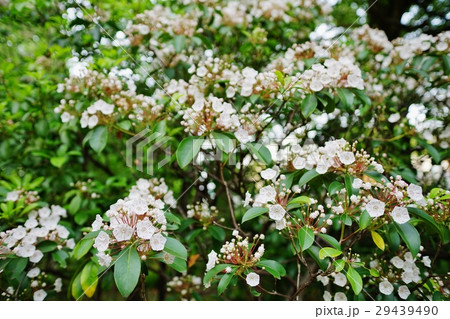 カルミア 29439490