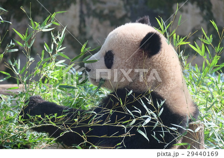 上海動物園で食事中のパンダ　２ 29440169