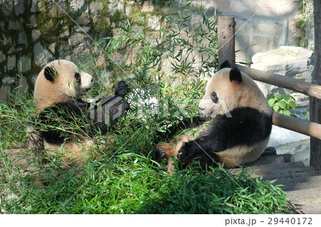 上海動物園で食事中のパンダ　２ 29440172