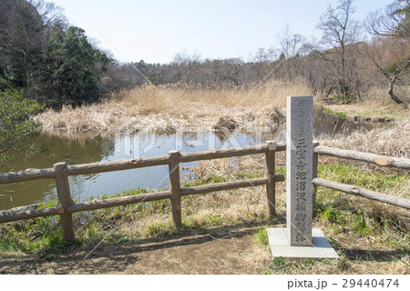 石神井公園の三宝寺池沼沢植物群落（東京都練馬区） 29440474