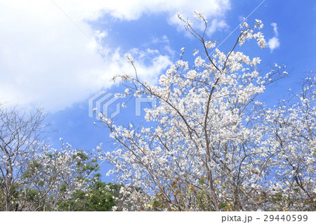 White flower tree Bauhinia variegata with blue sky 29440599