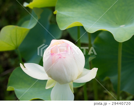 白い蓮花 29440720