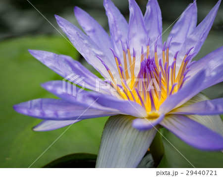 薄紫のスイレン 29440721