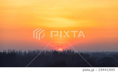 Sunrise at countryside with silhouette pine tree. 29441495