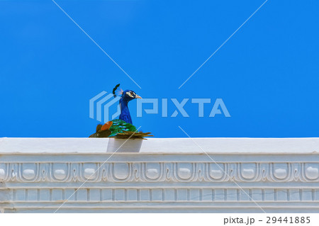 Peacock on the Entablement 29441885