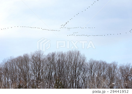 ガンの故郷に帰る 29441952