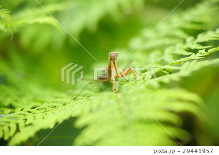 カマキリ 29441957