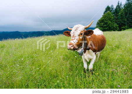 A cow grazing in the mountains on a meadow 29441985