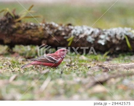 オオマシコ 29442575