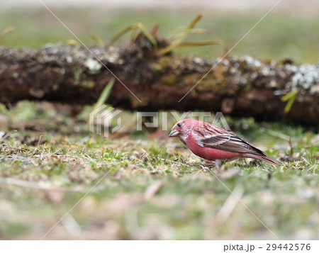 オオマシコ オオマシコ 29442576