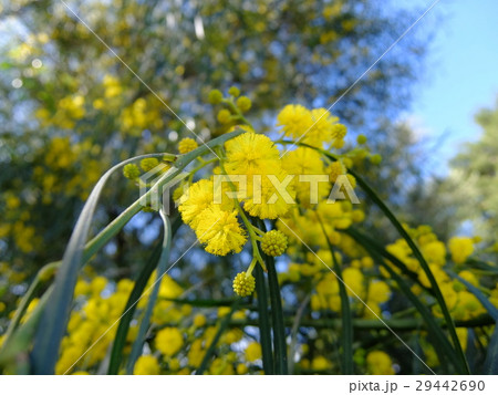 ヤナギバミモザ（花） 29442690