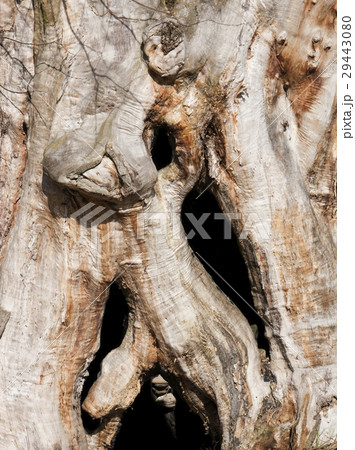 Trunk of an old tree Trunk of an old tree 29443080