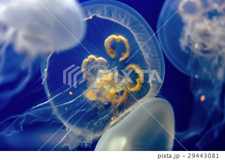 Jellyfish on the aquarium Jellyfish on the aquarium 29443081