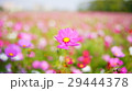 金鶏菊 ジャノメソウ 蛇の目草 29444378