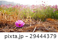金鶏菊 ジャノメソウ 蛇の目草 29444379