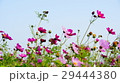 金鶏菊 ジャノメソウ 蛇の目草 29444380
