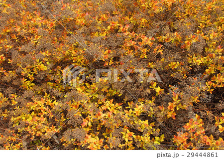 Spiraea japonica Goldflame Spiraea japonica Goldflame 29444861